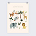 Affiche naissance Imagier Savane Recto