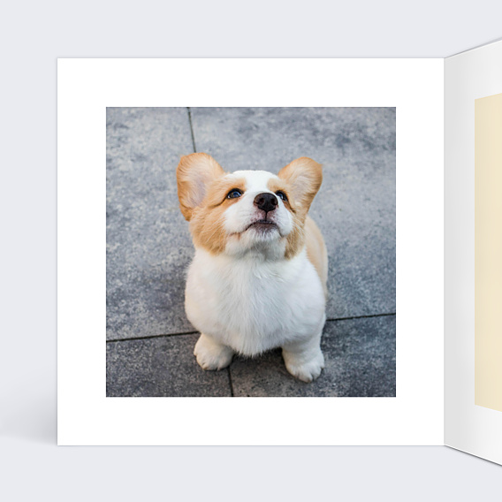 Anniversaire Adulte Corgi Love