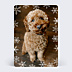 Carte de Voeux Particuliers Pleine page flocon