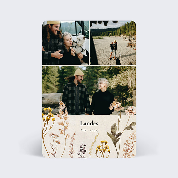 Carte postale Fleurs des Champs