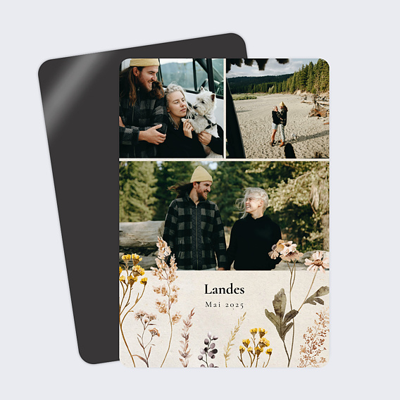 Carte postale Fleurs des Champs