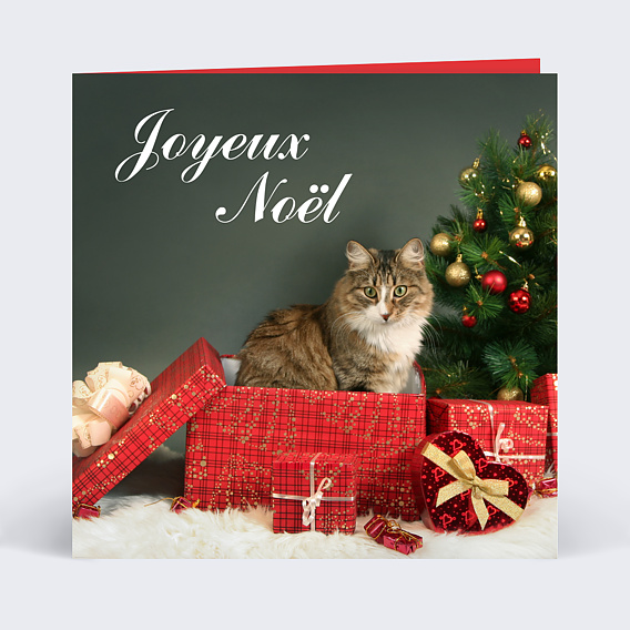 Carte de Noël Carte de noël photo chat