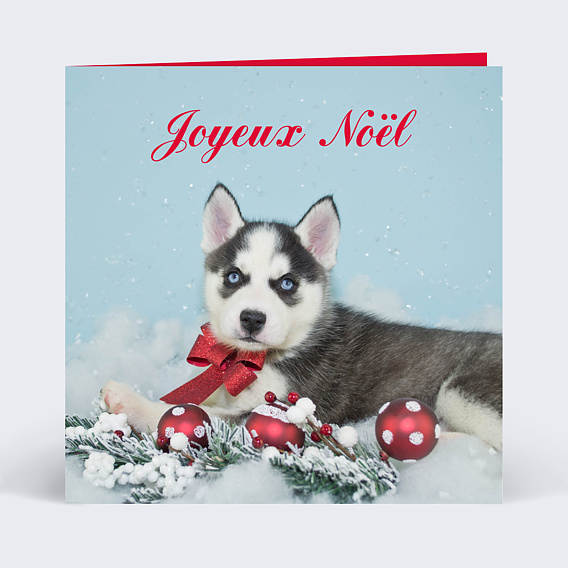 Carte de Noël Carte de Noël photo chien