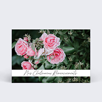 Roses