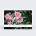 Carte remerciement décès Roses 